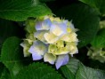 /album/galeria-de-fotos-pagina-inicial/hydrangeas-jpg/