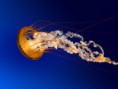 /album/galeria-de-fotos-pagina-inicial/jellyfish-jpg/