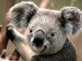 /album/galeria-de-fotos-pagina-inicial/koala-jpg/